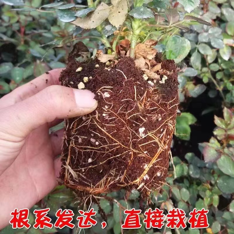 果汁阳台月季花苗四季开花盆栽地栽月季花小苗当年开花灌木月季花 - 图1