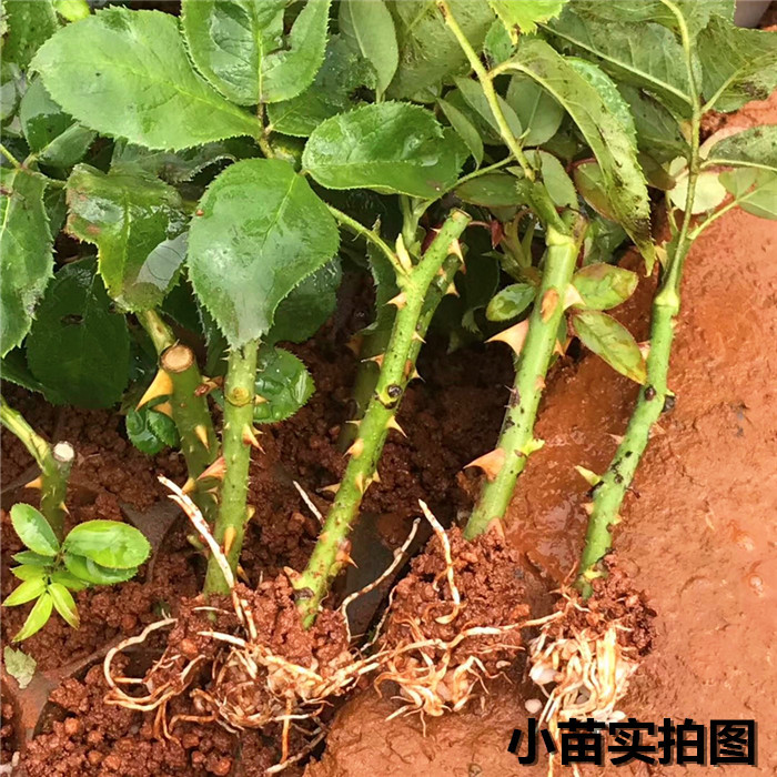 玫瑰花苗盆栽树苗浓香型花卉大月季花苗四季开花庭院绿化扦插小苗-图0