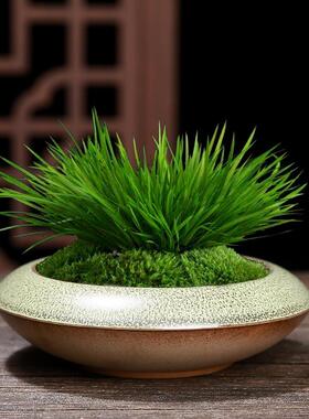 盆景花盆造景家居微景观文竹盆栽创意大口径绿植多肉蝴蝶兰拼盘
