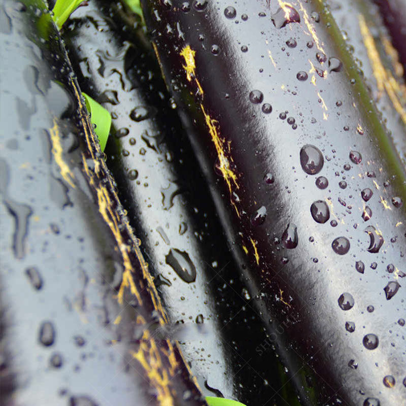茄子苗秧苗蔬菜苗大全四季盆栽阳台种植带土黑紫长茄苗紫圆茄苗,淘宝优惠券,粉丝福利购,淘宝优惠卷