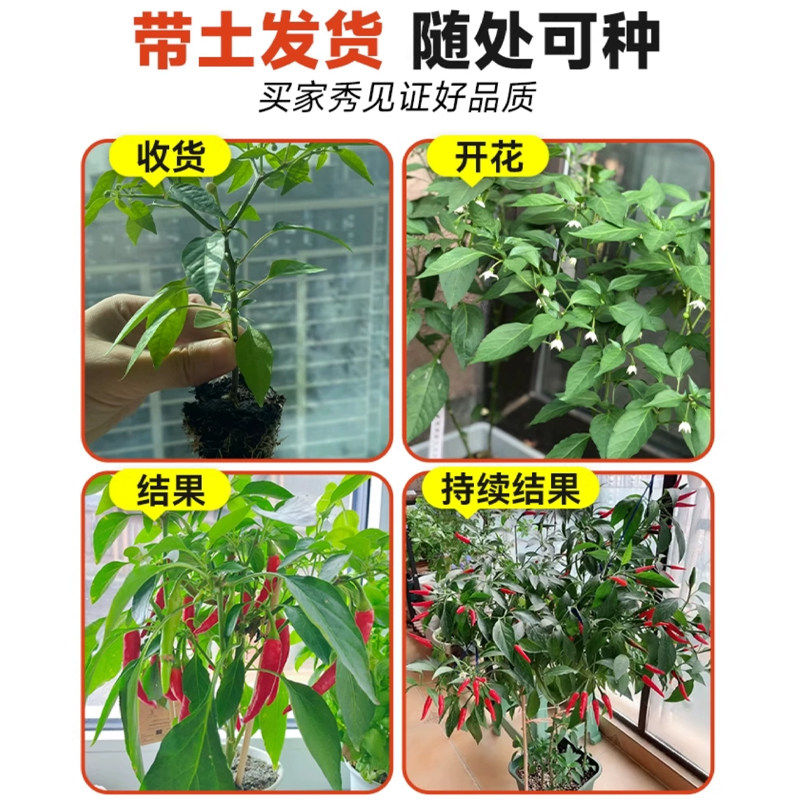 辣椒苗朝天椒幼苗小米辣椒高产簇生四季南方种阳台带土盆栽蔬菜苗,淘宝优惠券,粉丝福利购,淘宝优惠卷