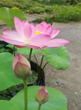 无孔营养钵加厚不漏水睡莲荷花莲花盆碗莲育苗盆水生植物水盆水盒