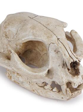 猫头骨骷髅头参考模型树脂动物骨骼骨架动物头骨模型树脂骷髅头