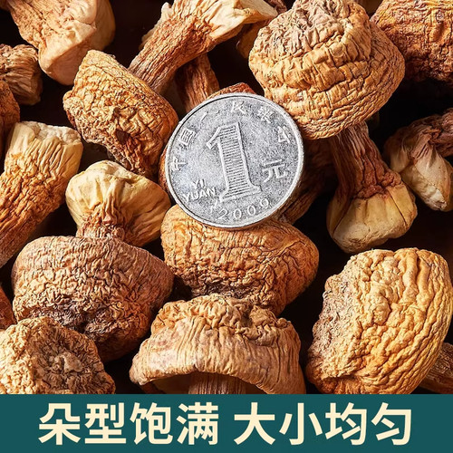 新货姬松茸干货云南特产精选非特级无硫松茸菌巴西菇蘑菇菌菇250g - 图1