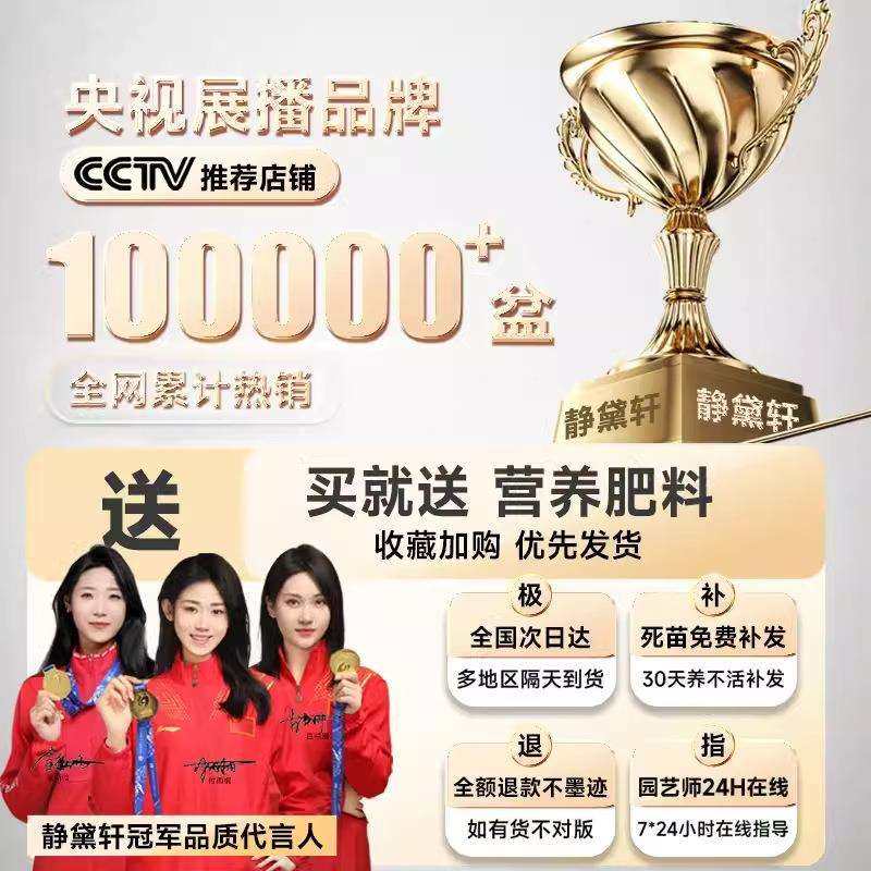 平安树绿植室内大型客厅落地大号盆栽大棵旺宅树幸福树禄植真花,淘宝优惠券,粉丝福利购,淘宝优惠卷