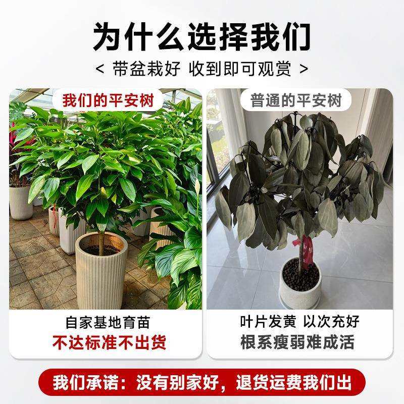 平安树绿植室内大型客厅落地大号盆栽大棵旺宅树幸福树禄植真花,淘宝优惠券,粉丝福利购,淘宝优惠卷