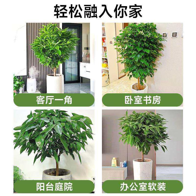 平安树绿植室内大型客厅落地大号盆栽大棵旺宅树幸福树禄植真花,淘宝优惠券,粉丝福利购,淘宝优惠卷