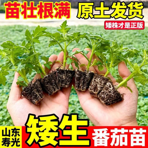 【下单立减50】矮生番茄苗盆栽多色西红柿种苗管理简单生长迅速WZ - 图0