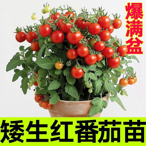 【下单立减50】矮生番茄苗盆栽多色西红柿种苗管理简单生长迅速WZ - 图3