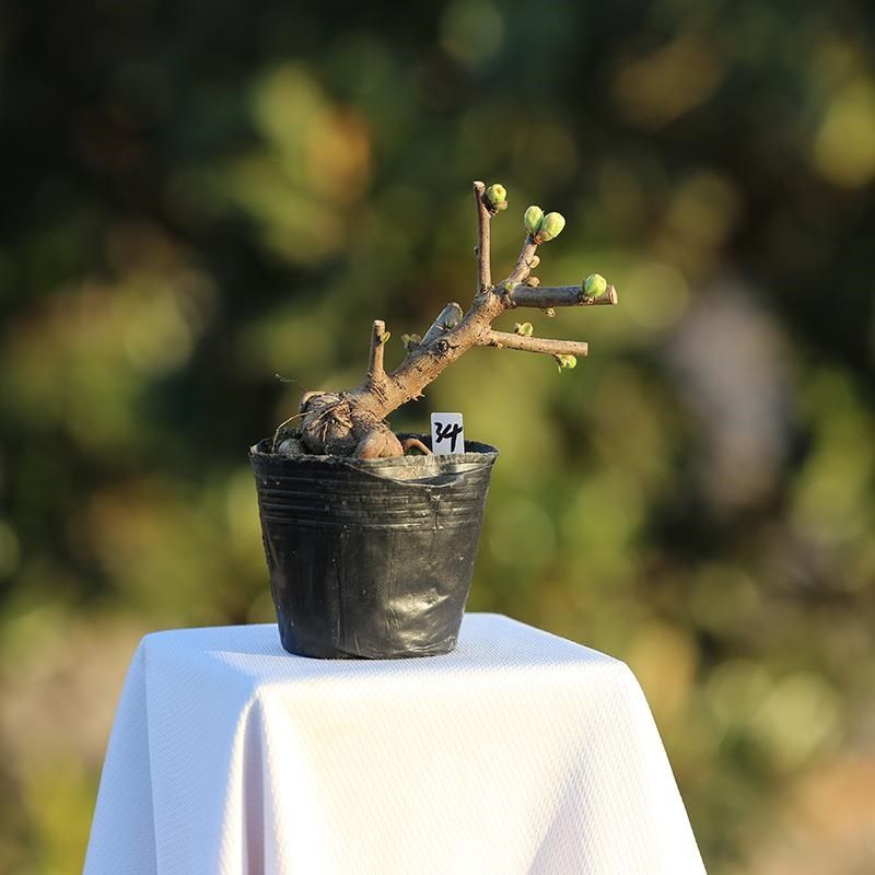 精品长寿宝海棠复色出锦长寿梅原生微型盆景苗带花苞小叶东阳锦,淘宝优惠券,粉丝福利购,淘宝优惠卷