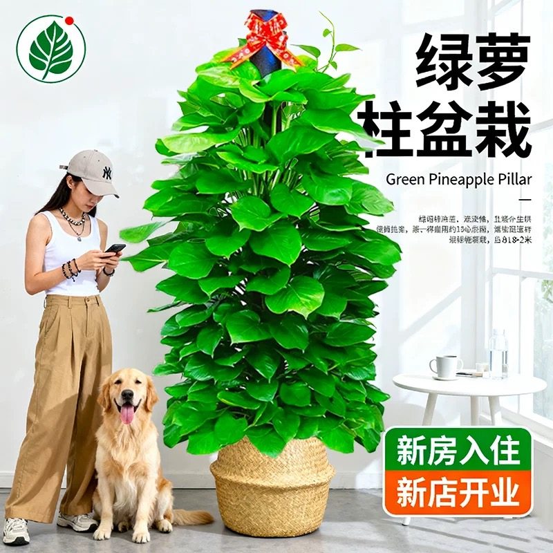 大叶绿萝柱客厅大盆栽室内大型绿植新房除甲醛净化空气植物好养活,淘宝优惠券,粉丝福利购,淘宝优惠卷