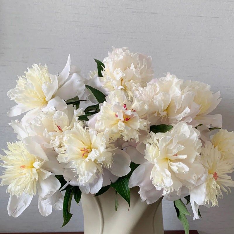 四月芍药鲜花蓝梦重瓣小芍药凤羽落金池鲜花花瓶酒店花艺花瓶插花,淘宝优惠券,粉丝福利购,淘宝优惠卷