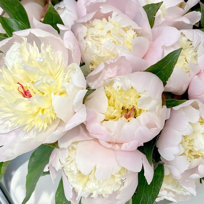 四月芍药鲜花蓝梦重瓣小芍药凤羽落金池鲜花花瓶酒店花艺花瓶插花,淘宝优惠券,粉丝福利购,淘宝优惠卷