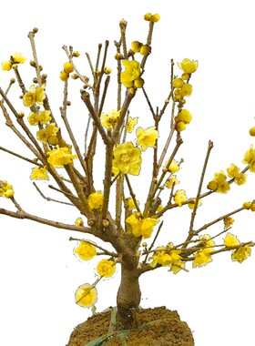 腊梅花栽树桩红树梅苗盆景梅花原生骨里红地栽梅盆苗庭院浓带花苞