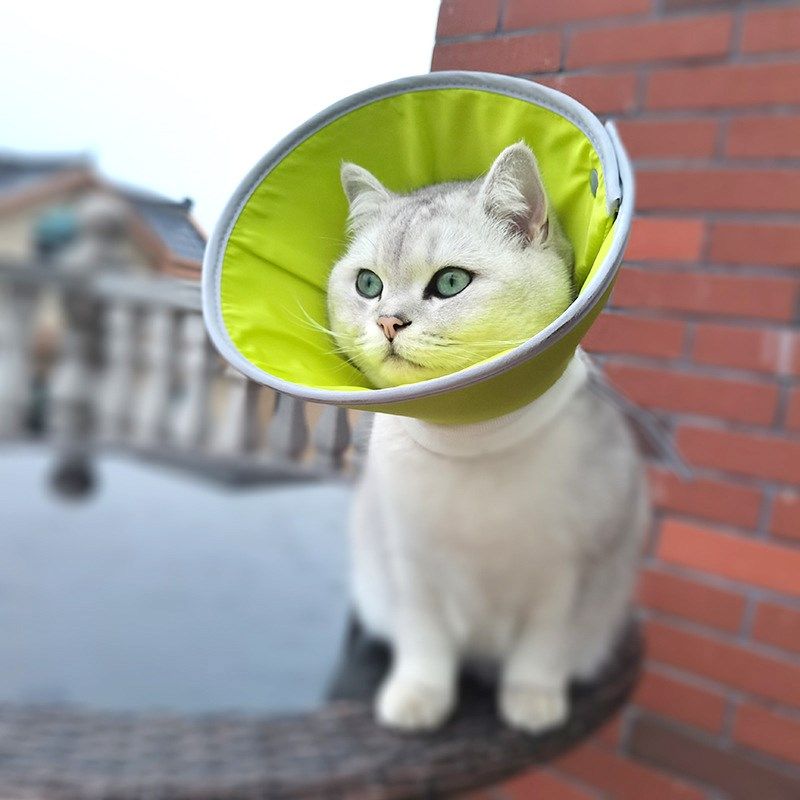 伊丽莎白圈小型犬头套猫咪狗狗脖圈宠物绝育项圈防咬防舔圈,淘宝优惠券,粉丝福利购,淘宝优惠卷