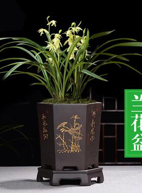 宜兴紫砂花盆简约透气兰花盆君子兰文竹花盆室内多肉植物盆带托盘