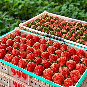 丹东99奶油草莓超大500g*2[30元优惠券]-寻折猪