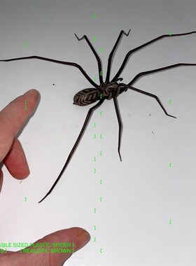 跨境爆品  plastic spider as decoration 塑料装饰蜘蛛恶搞摆饰