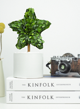 永生植物幸运星 氛围感摆件家居饰品客厅电视酒柜装饰品简约现代