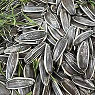 简滋助农原味炒瓜子大颗粒葵花籽