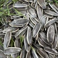 简滋助农原味炒瓜子大颗粒葵花籽古法工艺炒制休闲零食坚果炒货