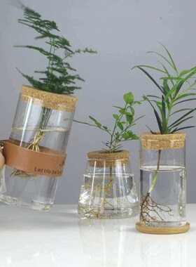Hydroponic Glass Vase Transparent Micro-landscape Ecological