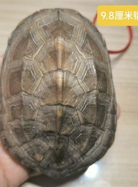 2甲财者之龟 龟趣天然完整龟壳家居摆件办公室摆件中式桌面客厅