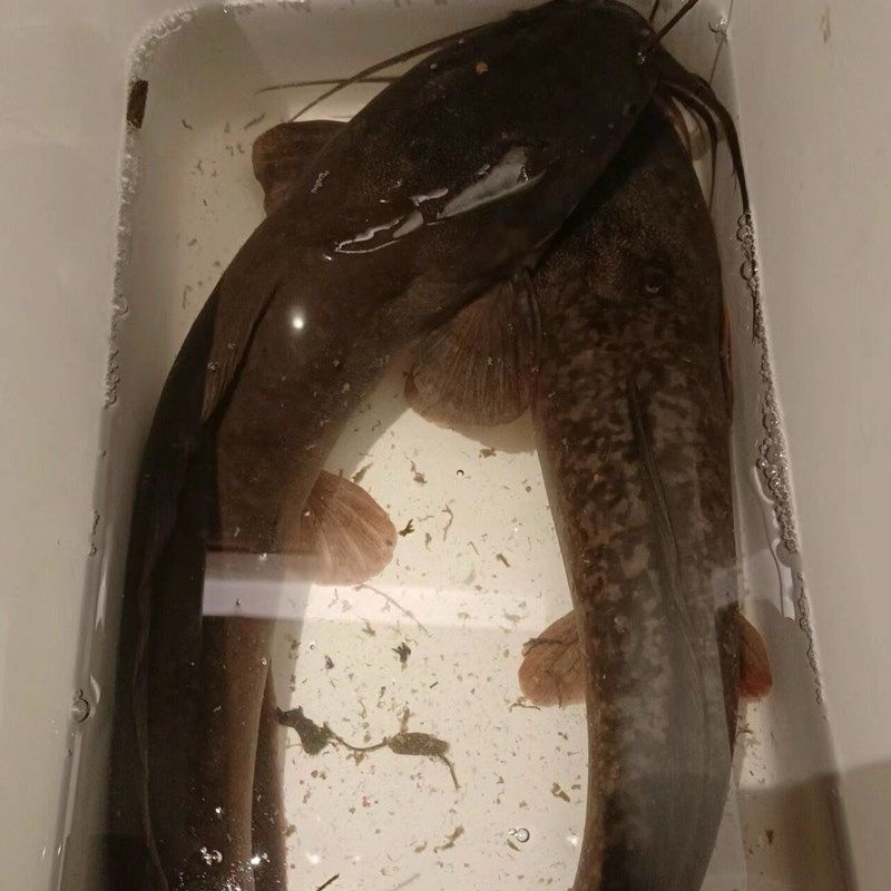 钓鲶鱼专用腥臭小药野钓鮰鱼臭鱼饵料江团窝料黑坑叉尾诱鱼剂渔具,淘宝优惠券,粉丝福利购,淘宝优惠卷