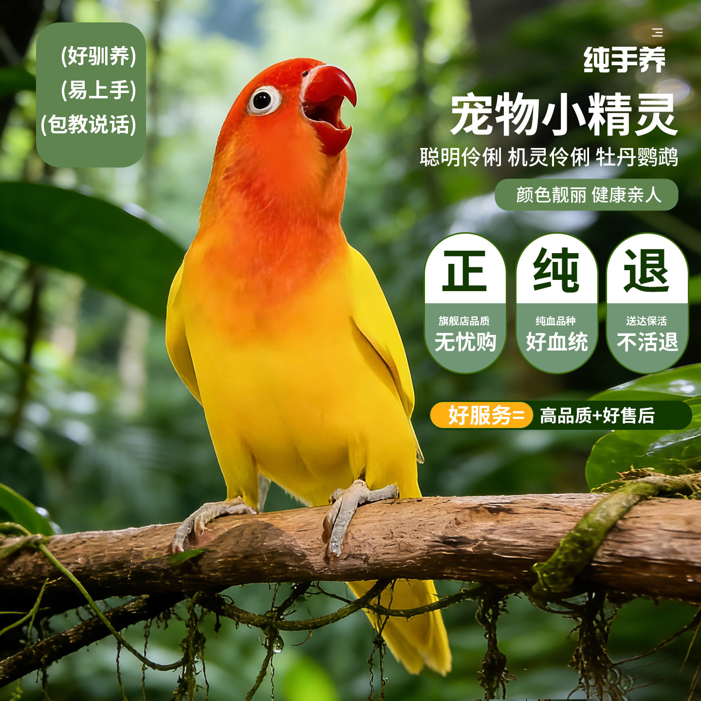 【送货上门】费氏牡丹鹦鹉活鸟幼鸟手养爱情鸟一公一母非半毛雏鸟,淘宝优惠券,粉丝福利购,淘宝优惠卷