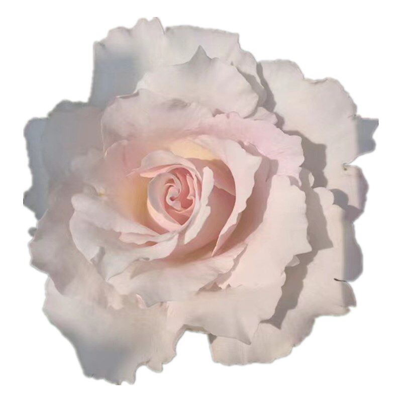 河本新品 萨菲/莎菲天使月季长势快 勤花 花径大 多季节重复开花,淘宝优惠券,粉丝福利购,淘宝优惠卷