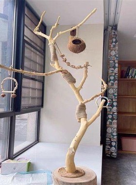 干树枝原木杈天然干枝枯枝枯木树干鸟架造型壁挂衣架吊顶树枝装饰