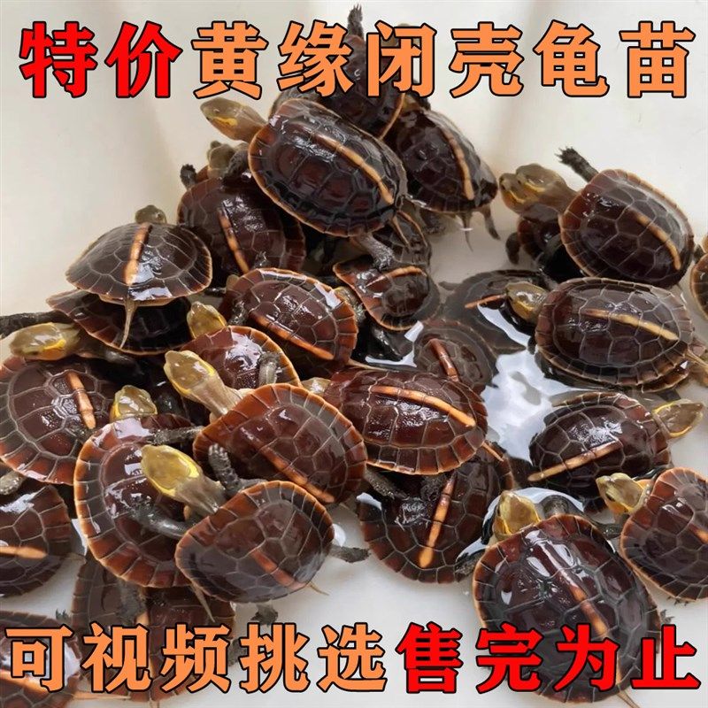 黄缘闭壳龟黄缘龟苗台缘安缘大陆缘浙缘龟仿野养殖自繁殖宠物乌龟,淘宝优惠券,粉丝福利购,淘宝优惠卷
