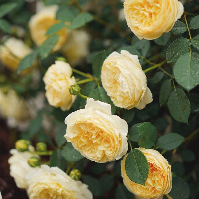 欢笑格鲁吉亚奥斯汀四季大花浓香爬藤玫瑰耐寒藤本月季蔷薇花大苗,淘宝优惠券,粉丝福利购,淘宝优惠卷