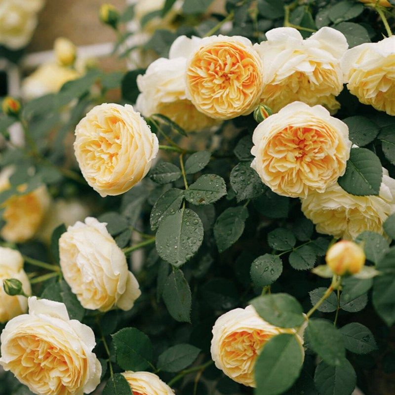 欢笑格鲁吉亚奥斯汀四季大花浓香爬藤玫瑰耐寒藤本月季蔷薇花大苗,淘宝优惠券,粉丝福利购,淘宝优惠卷