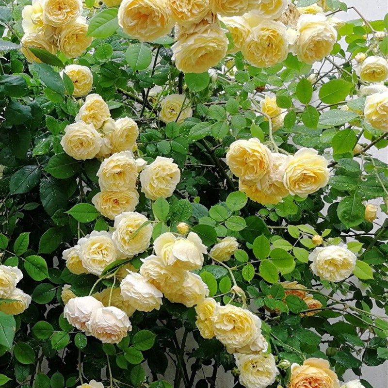 欢笑格鲁吉亚奥斯汀四季大花浓香爬藤玫瑰耐寒藤本月季蔷薇花大苗,淘宝优惠券,粉丝福利购,淘宝优惠卷