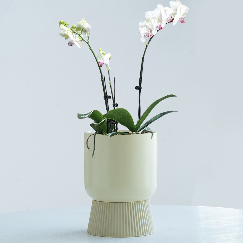 白色简约带底座懒人花盆自动吸水吊兰月季兰花绿萝多肉花盆免浇水,淘宝优惠券,粉丝福利购,淘宝优惠卷