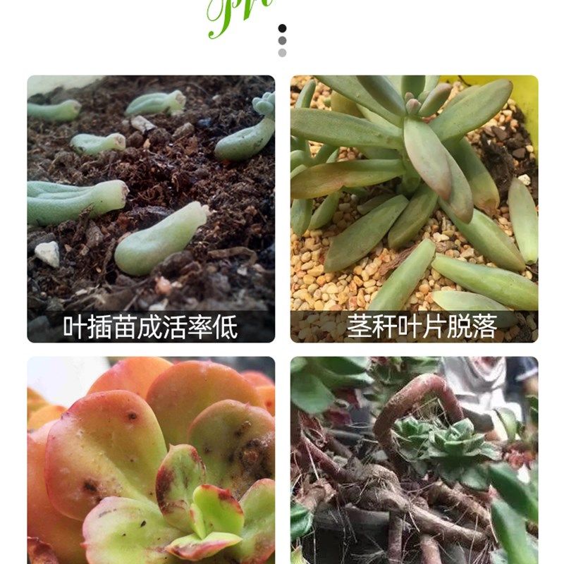 领沃优芽素多肉专用营养液肥料爆芽素促多头测芽细胞分裂素增色,淘宝优惠券,粉丝福利购,淘宝优惠卷