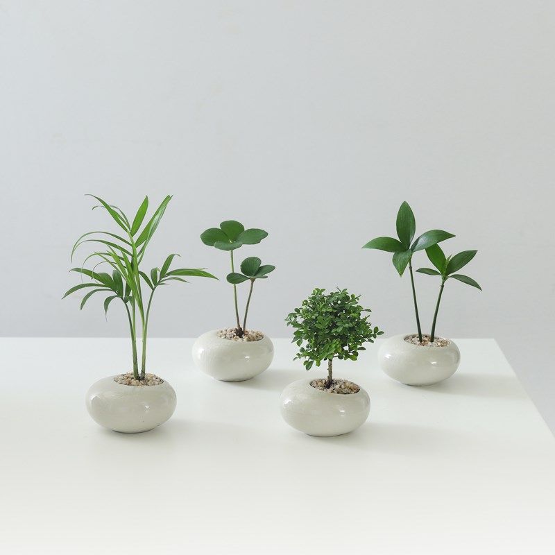 墨西哥铁盆栽创意迷你拇指绿植物室内客厅桌面办公桌花卉四季常青,淘宝优惠券,粉丝福利购,淘宝优惠卷