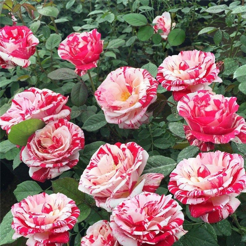 节日礼花 欧月藤本月季花苗 大花条纹玫瑰苗庭院阳台爬藤月季花苗,淘宝优惠券,粉丝福利购,淘宝优惠卷