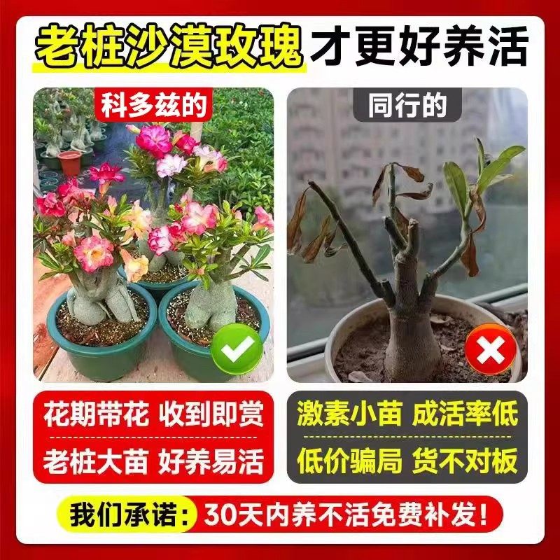 沙漠玫瑰重瓣花苗盆栽室内花阳台绿植老桩重瓣多色带花苞多肉植物,淘宝优惠券,粉丝福利购,淘宝优惠卷