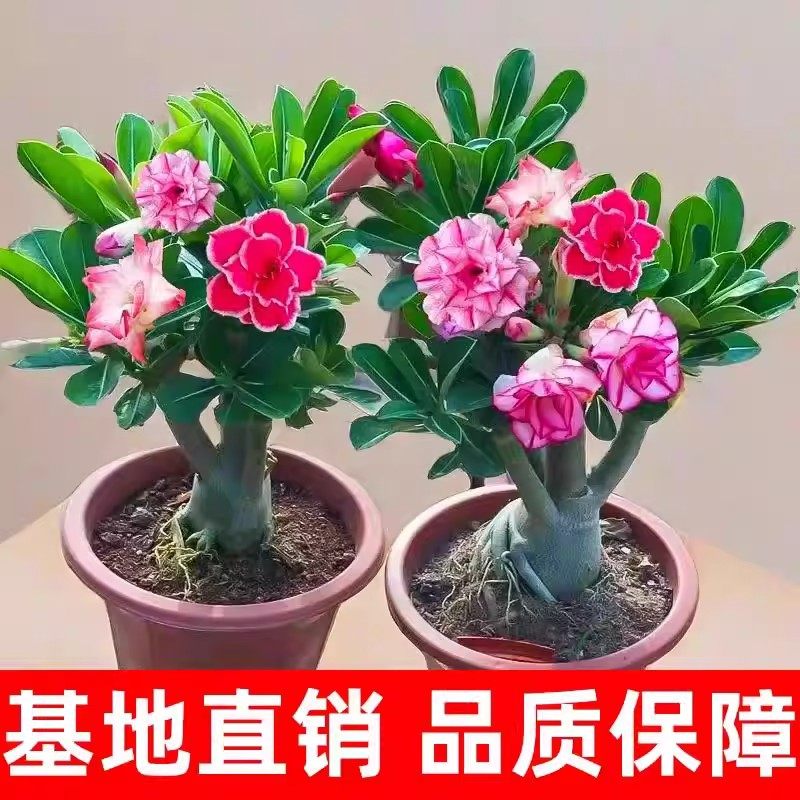 沙漠玫瑰重瓣花苗盆栽室内花阳台绿植老桩重瓣多色带花苞多肉植物,淘宝优惠券,粉丝福利购,淘宝优惠卷