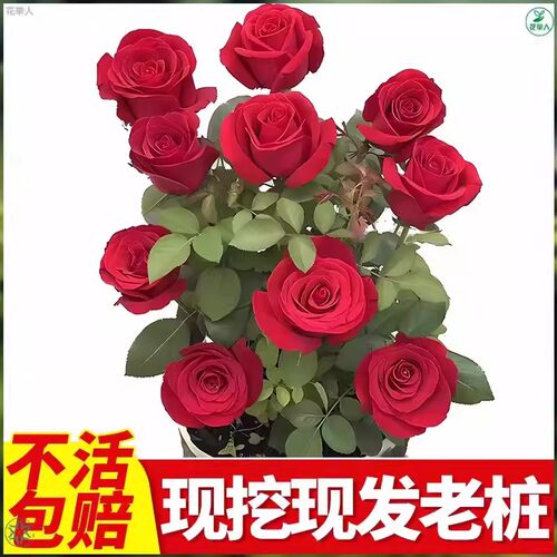 玫瑰老桩大花苗带花苞花卉绿植物盆栽月季蔷薇室内外庭院阳台四季 - 图3