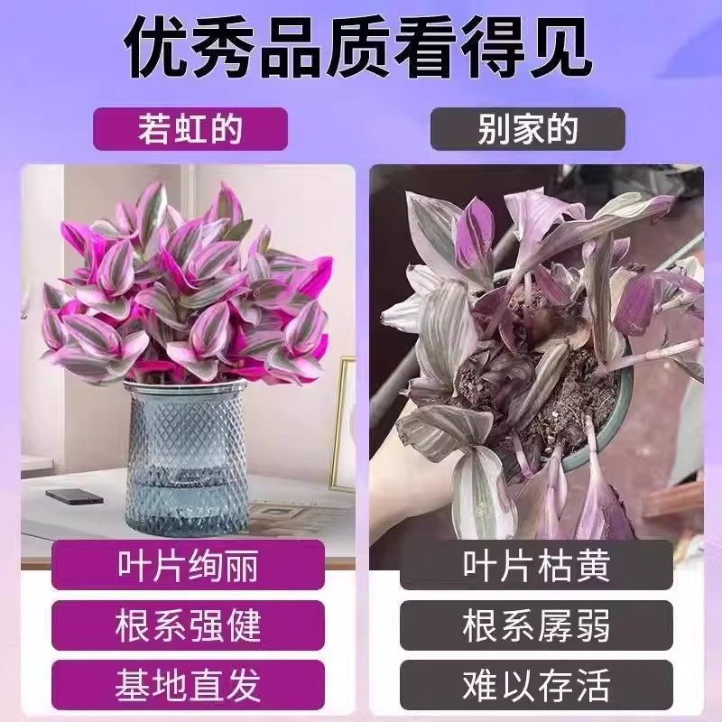 进口油画婚礼吊兰大苗盆栽垂吊爆盆紫露兰好养活绿植室内多肉植物,淘宝优惠券,粉丝福利购,淘宝优惠卷