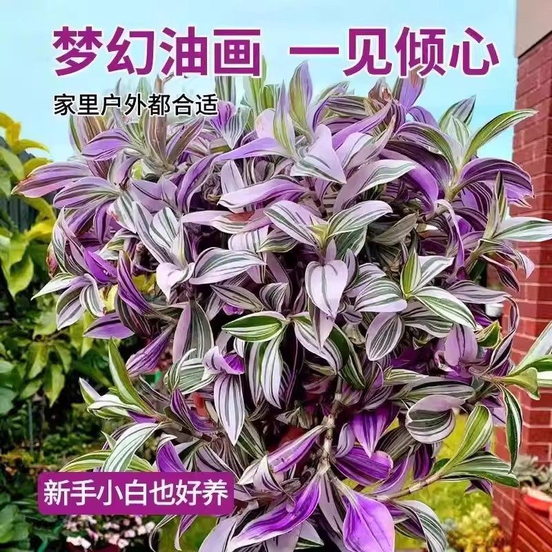 进口油画婚礼吊兰大苗盆栽垂吊爆盆紫露兰好养活绿植室内多肉植物,淘宝优惠券,粉丝福利购,淘宝优惠卷