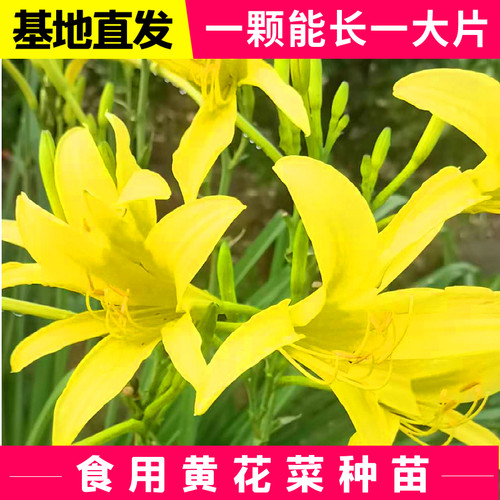 黄花菜种苗食用祁东优质黄花菜种植苗根产地直发金针菜苗现挖现卖 - 图0