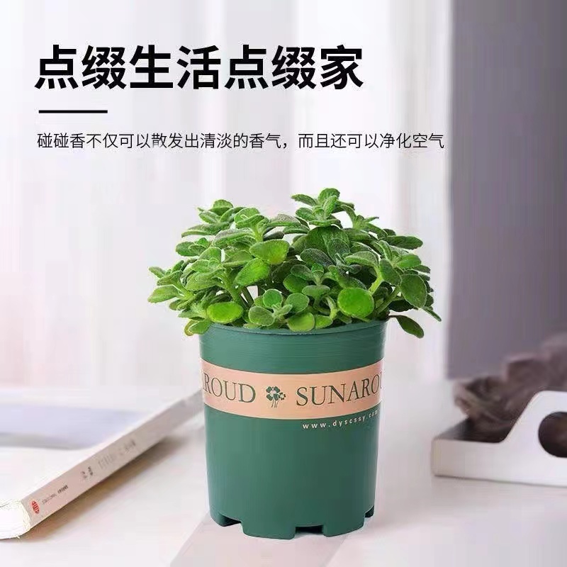 碰碰香盆栽可食用绿植驱蚊提神香喷喷多肉植物阳台花卉空气一抹香-图1