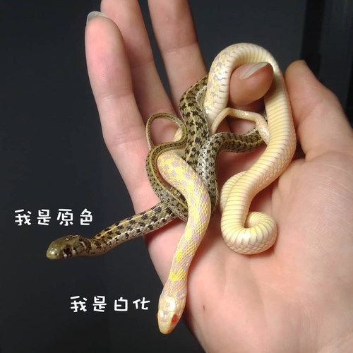 活体宠物蛇白化束带蛇小型吃鱼温顺不咬人的宠物蛇可群居混养 - 图0