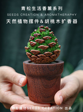 种籽造物青松香薰植物摆件办公室客厅扩香木桌面办公桌装饰礼物