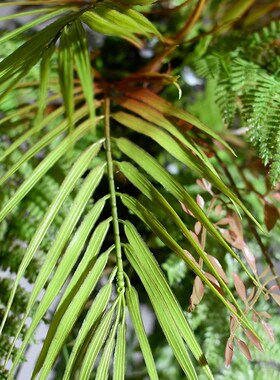 彷真蕨类垂吊植物装饰室内悬吊式天花板绿植壁挂花假花藤条森系橱