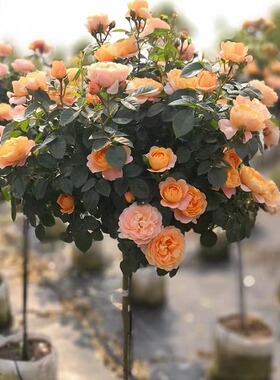 嫁接树桩月季花苗棒棒糖树状月季浓香玫瑰树庭院盆栽地栽四季开花